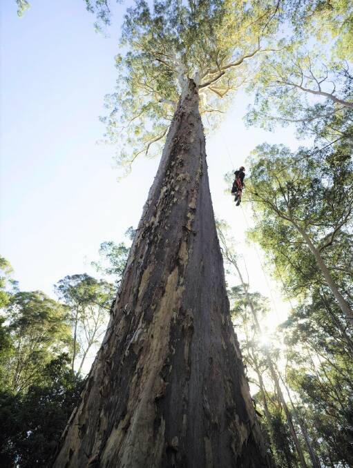 At 72 metres tall and 500 years old, Big Spotty is the largest spotted gum in Australia. Picture supplied.
