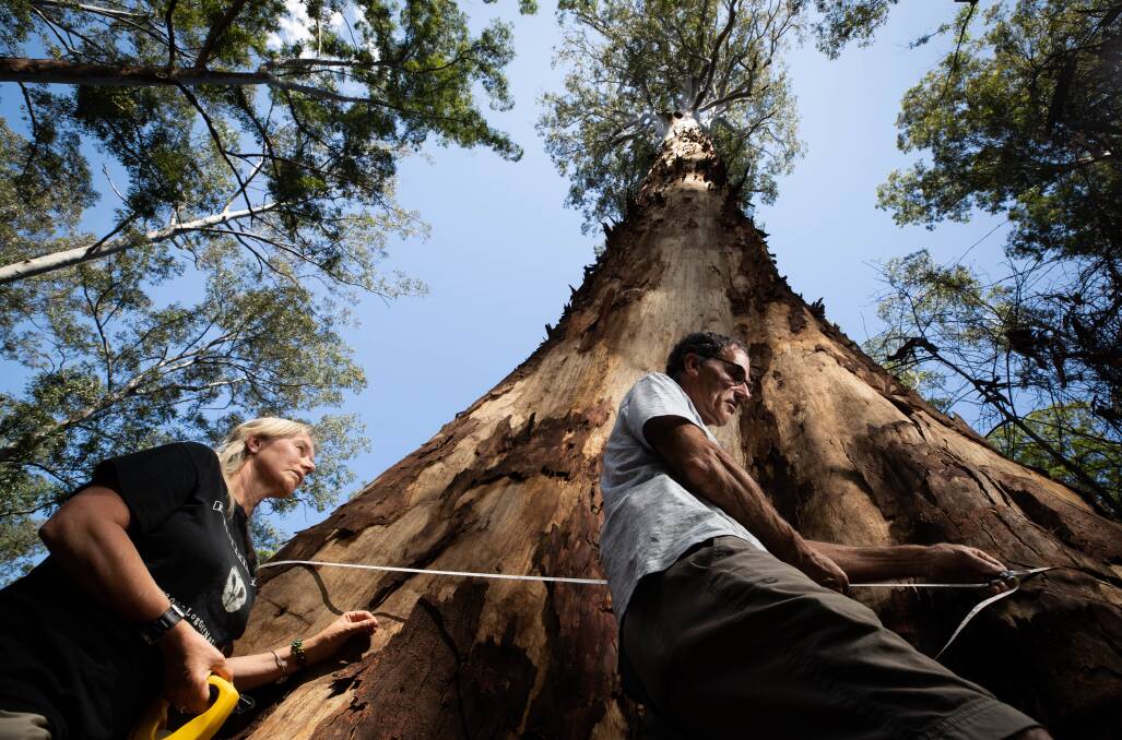 Activists measure the base of the tree known as Big Spotty as the campaign for its protection. Picture supplied.