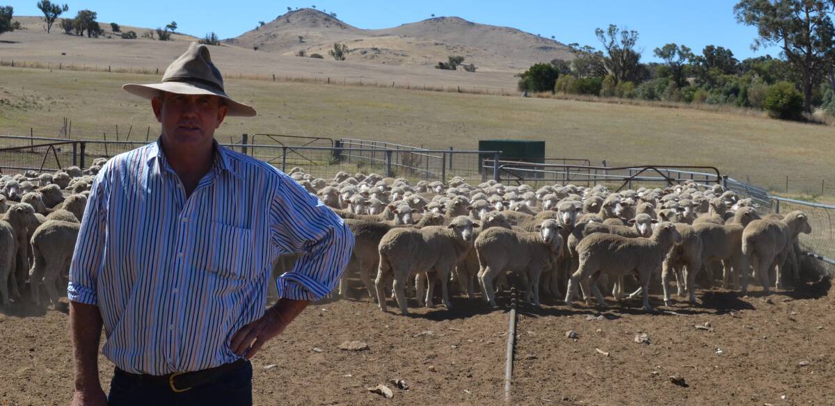Richard Hyles, "Westbourne", Berremangra, with his Merino ewes, placed first in the shortwool section.
