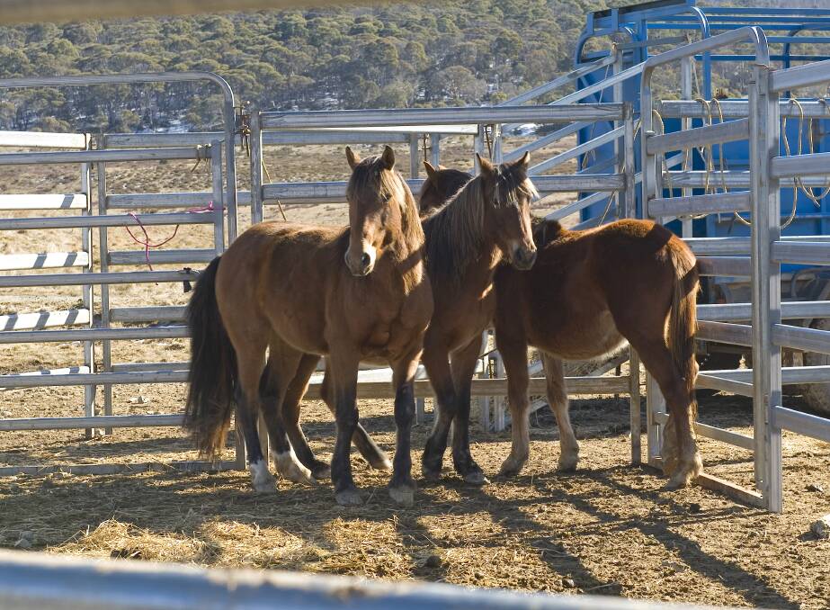 MANAGEMENT PLAN: Wild horses caught within trap yards in Kosciuszko National Park. A draft plan of management is currently open for public input. Picture: Stuart Cohen, NPWS/Flickr