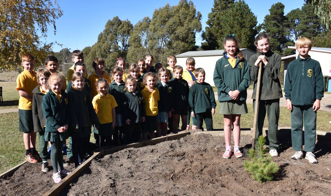 SCHOOL GARDEN: Nimmitabel Public School Year 6 pupils Anya Hildyard, Maggie Walden and Willow Anderson plant a Lone Pine seedling to commemorate Anzac Day.