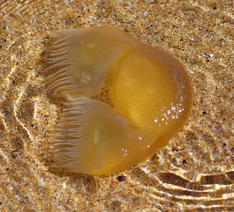 This odd jelly was seen on the Sapphire Coast, with local marine educators stumped as to its identity. Picture: Supplied