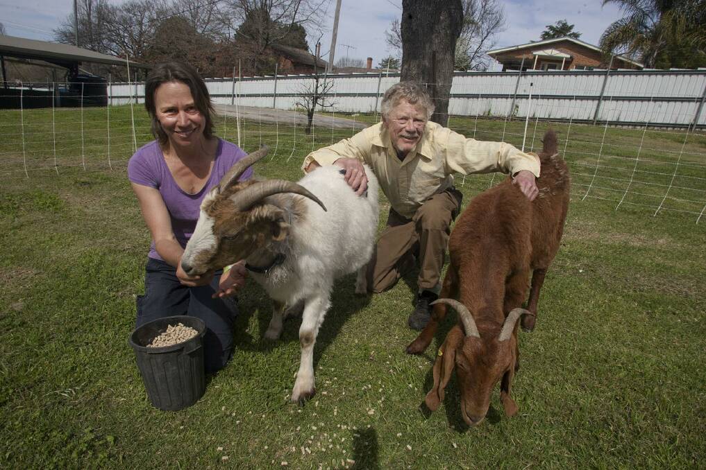 Hungry for skillsharing: Animal health and husbandry is just one element of the  SCPA South Coast Field Days. Elisabeth Larsen and Dr Jim Shields with the Herds-For-Hire goats at the 2015 event. Photo: Peter Smith