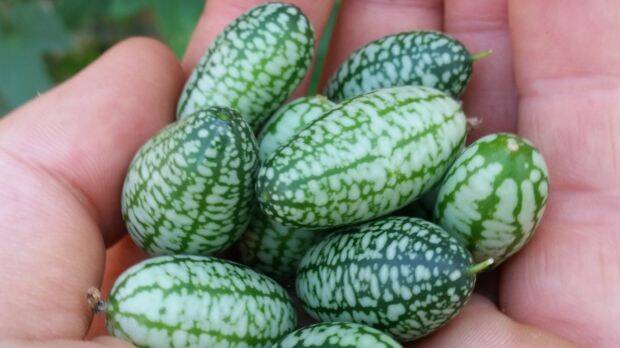 Cucamelons: officially the world's cutest fruit. Photo: Supplied

