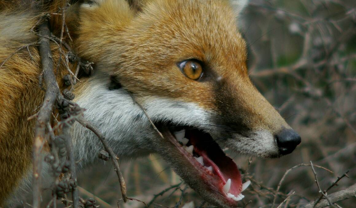 INVASIVE SPECIES: Foxes are well-known pests in Australia that have caused problems for landholders for a long time.
