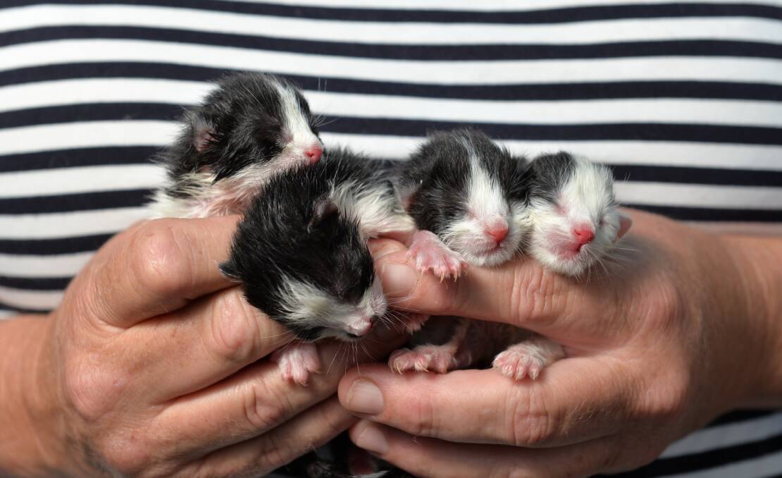 DUMP: Caroline Dare holds the four rescued kittens discovered in a paper bag left in the Ulverstone McDonald's restaurant. Picture: Brodie Weeding 