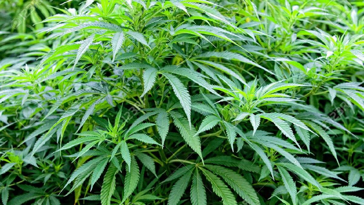Cannabis seized in Bomaderry​