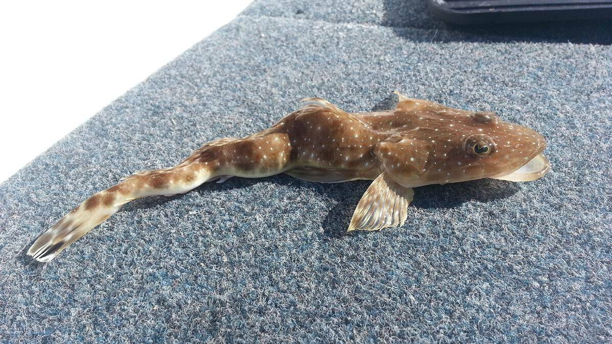 DEFORMED FLATHEAD: One of the two sand flathead caught off Narooma in July both showing very strange lumps and bumps. 
