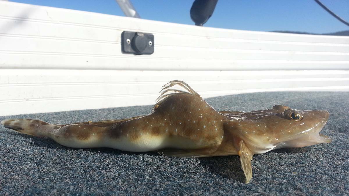 DEFORMED FLATHEAD: One of the two sand flathead caught off Narooma in July both showing very strange lumps and bumps.  