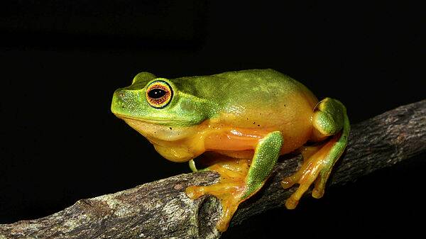 Help save Australia’s frogs with your mobile phone