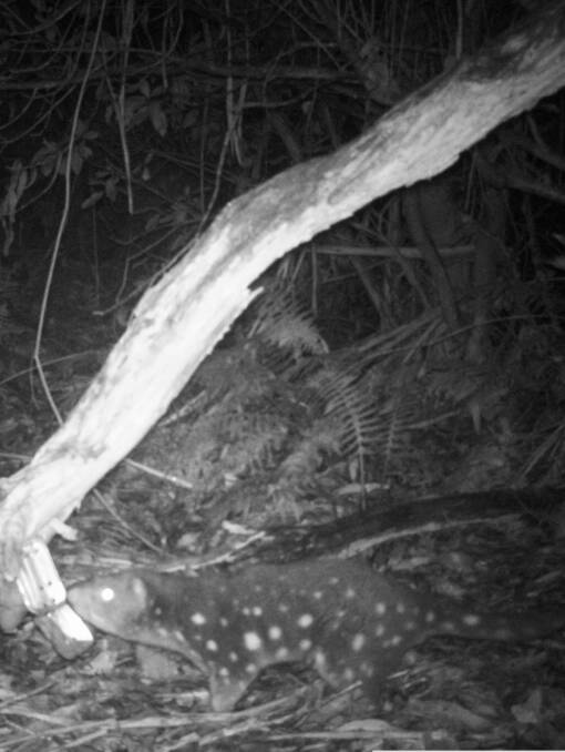 PROTECTING FAUNA: Two rare spot-tailed quoll's have been sighted near Bendoc in East Gippsland.