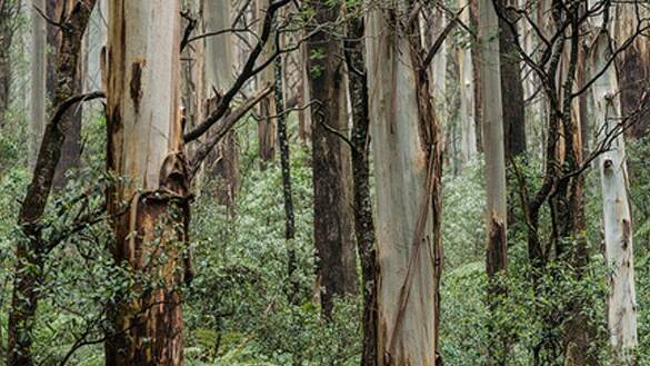 VicForests 2017 Resource Outlook