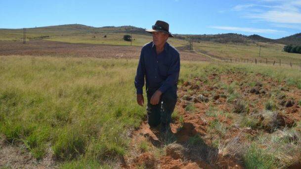 INVADER: David Goggin showing the African Lovegrass infestation of a rocky outcrop his paddock.