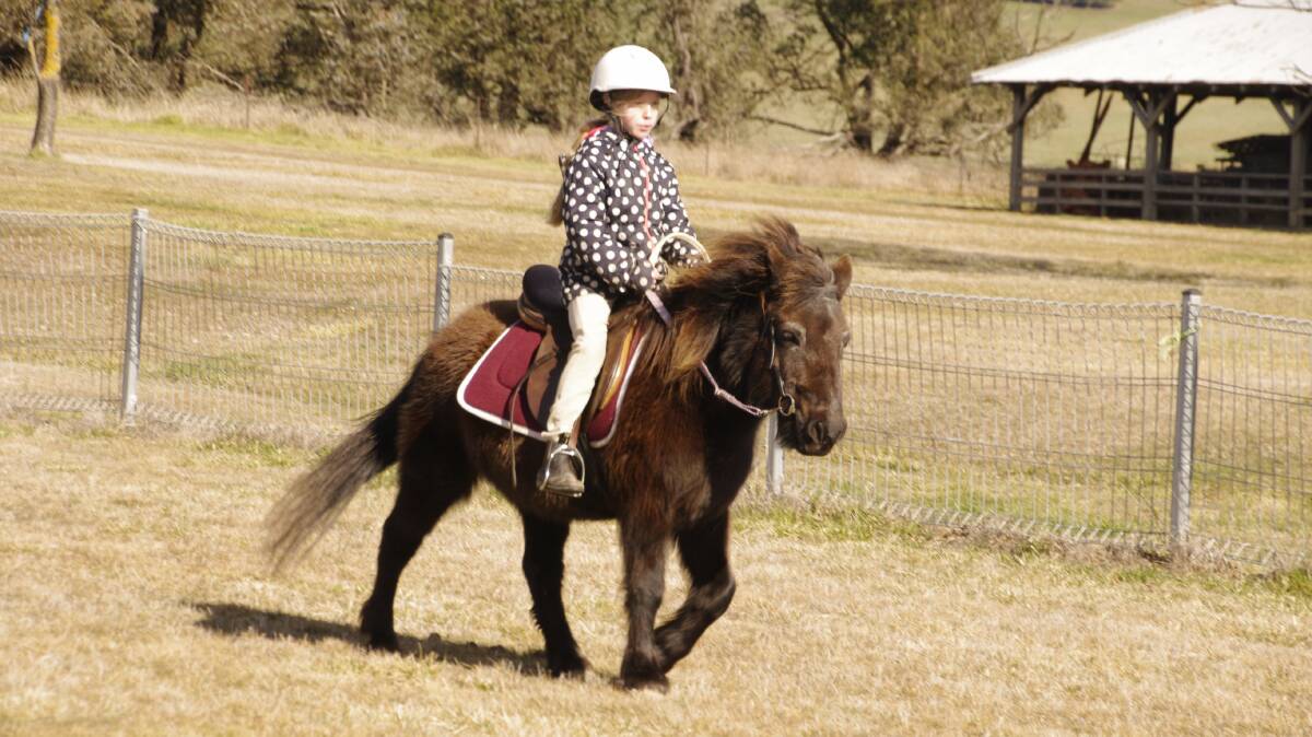 Erin Farran takes her pony Elvis through his paces at the Delegate Pony Club rally.