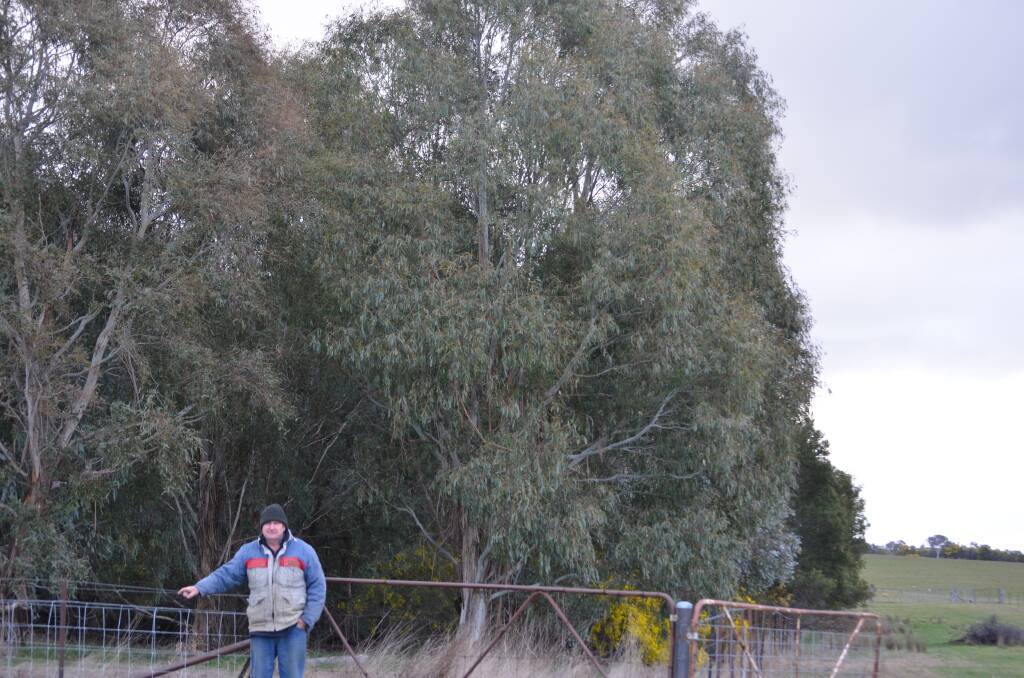 Steve Jarvis, "Heathfield", Boorowa beside one of the earliest plantations of trees planted for wind protection and aesthetic value.