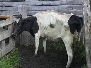 A cow with Bovine Johne's Disease.