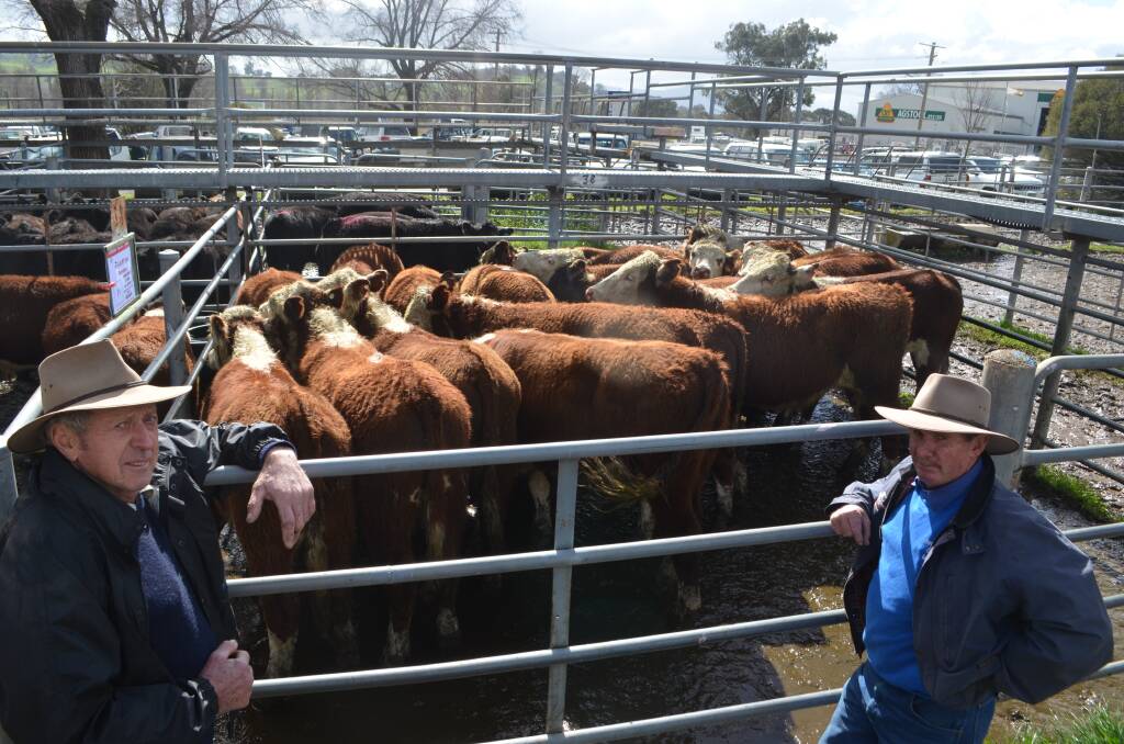BEEF BREED: John Crain, "Bangadang", Adelong with the pen of 19 Hereford steers, 10-12 months estimated at 320kg avg, that he sold for $1090.