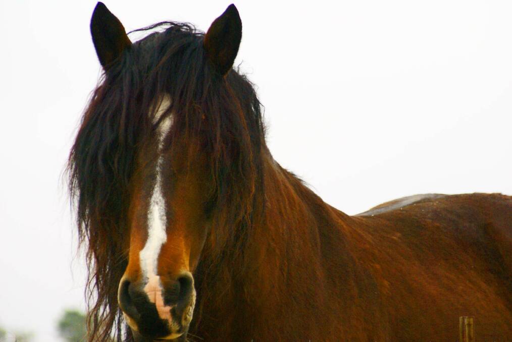 BRUMBIES: Plans are underway to reduce the number of wild horses in the Kosciuszko National Park.