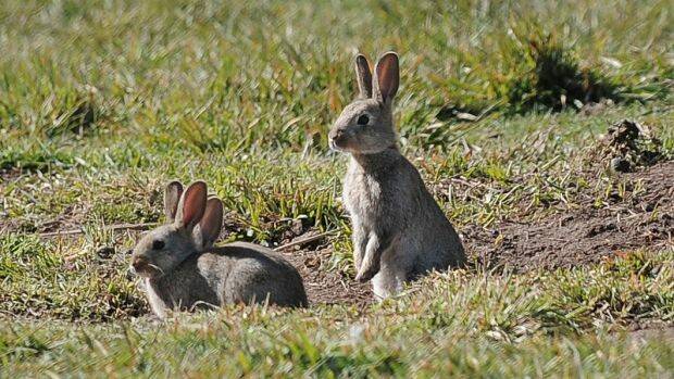 A new virus RHDV1 K5 has been released in NSW to help control the feral rabbit population.