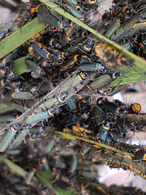 BULK BUGS: Bombala Times contributing photographer, Sally-Ann Thompson photographed these mysterious beetles now recognised as Plague Soldier Beetles.