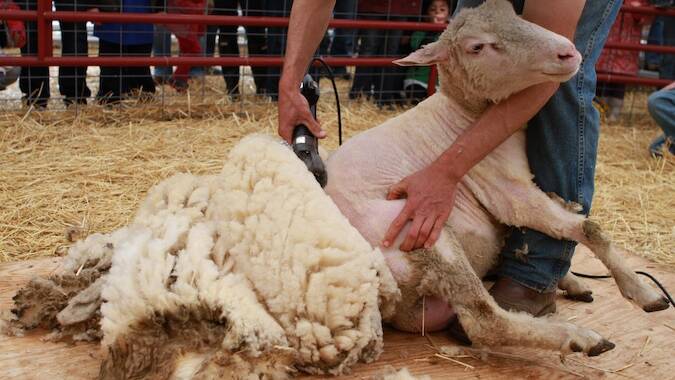 Positive signs ahead for wool