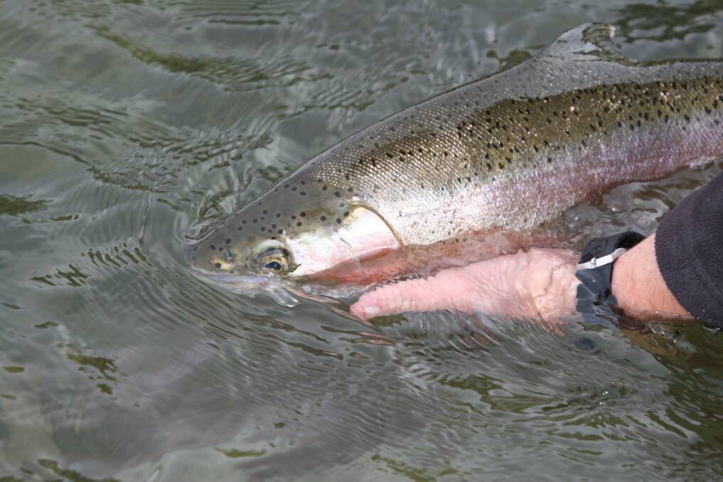 Rainbow trout, brown trout and brook trout have been released across NSW