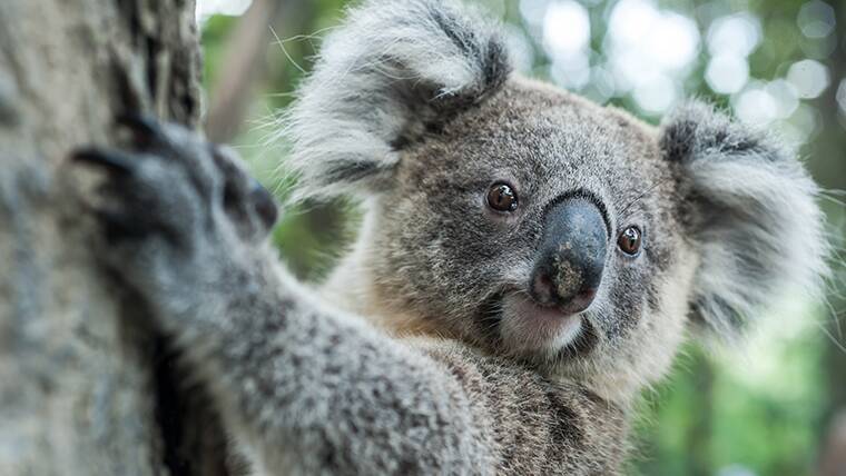 Kybeyan expands to protect koalas