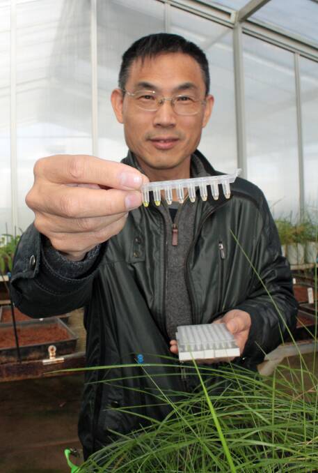 Department of Primary Industries scientist Hanwen Wu with the LAMP DNA tool that can be used for the early detection of serrated tussock and Chilean needle grass.