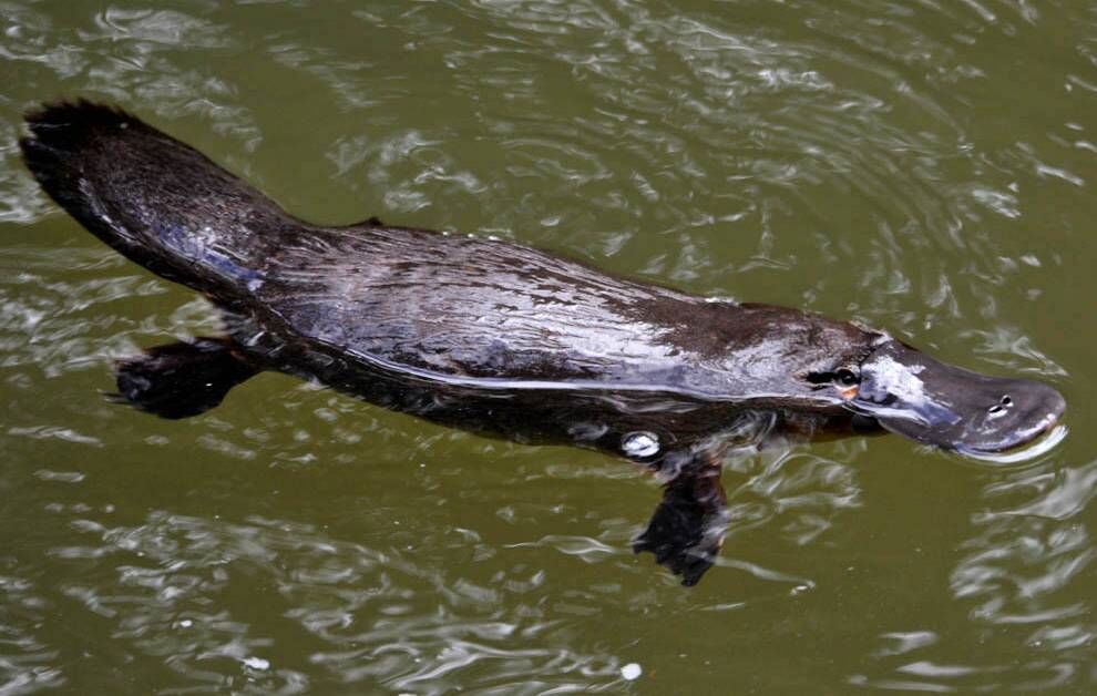 COUNTING PLATYPUS: Platypus spotting is underway in Bombala.