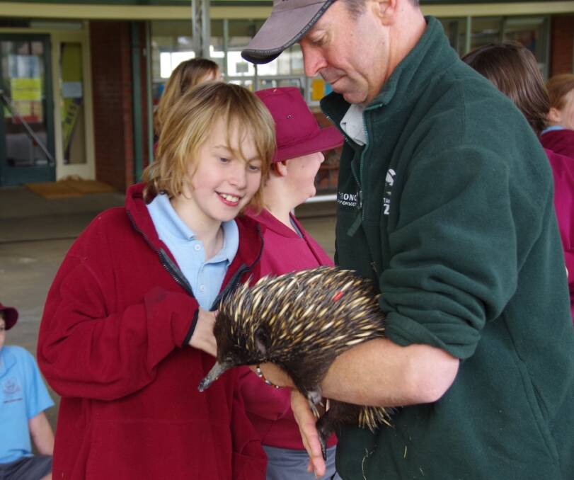PRICKLY CRITTER: Bombala Public School student Ben Wright has a close encounter with an echidna at Bombala Public School thanks to Ryan and the Taronga Zoomobile.