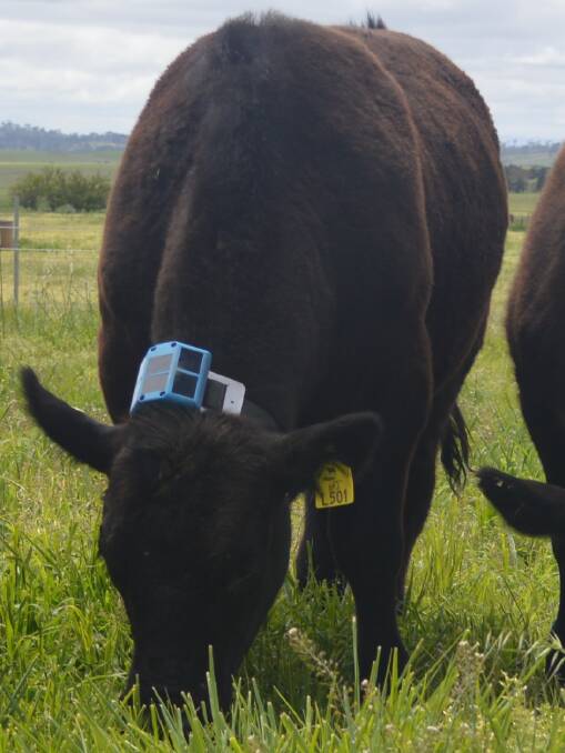 CATTLE GRAZING: New prototype sensor collar for measuring pasture intake fitted on a grazing steer.