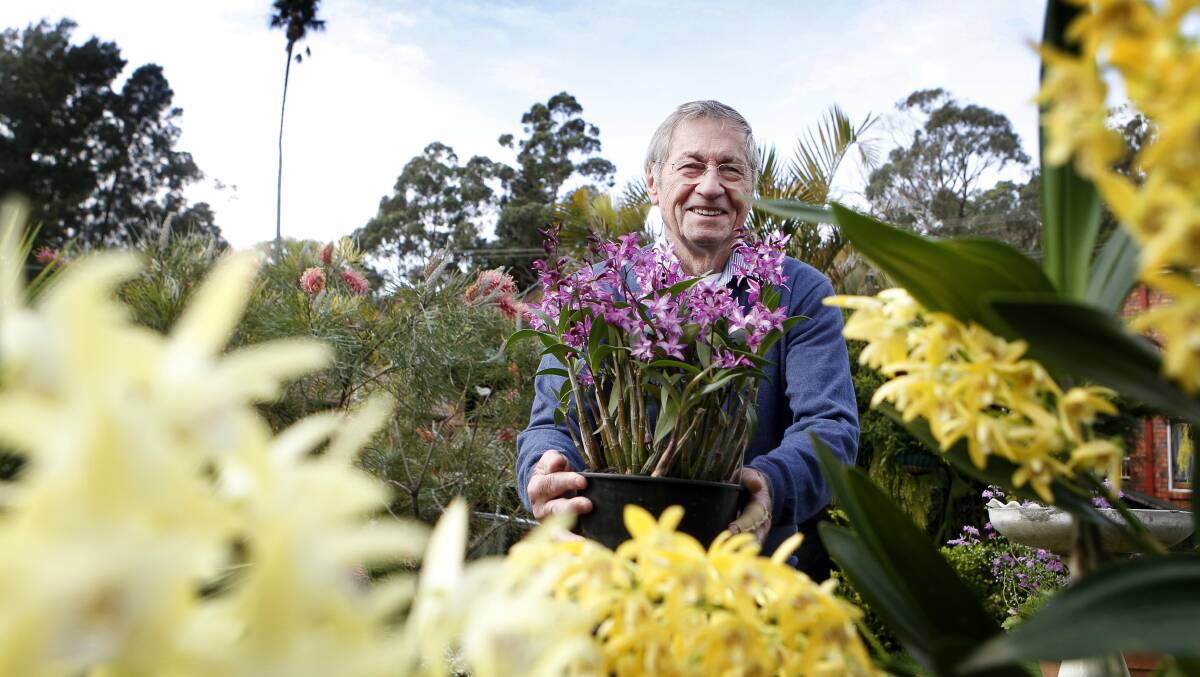 COLOURFUL ORCHIDS: Illawarra Native Orchid Society member Phil Barrett shows off some of his orchids ahead of last year's annual spring show. This year's show is on September 10-11. Picture: Sylvia Liber