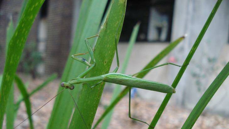 A male false garden mantis. They are attracted to female's bright abdomens. Photo: Dr Kate Barry