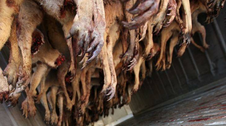 Harvested kangaroos are stored in chillers before being processed. Photo: Paul Harris