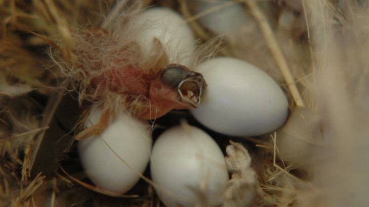 Early hatchlings catch the worm - and then some.  Photo: Macquarie University