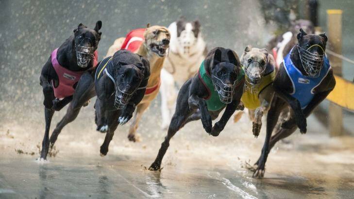 The NSW greyhound industry has launched a legal challenge against its closure. Photo: Craig Golding
