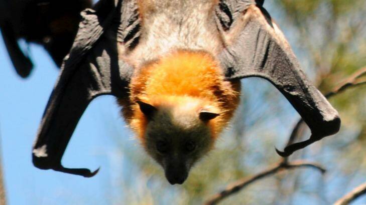 Animal Justice opposes the cheap, loose netting commonly used by farmers to keep flying foxes away from orchards.
