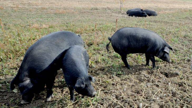 A group of feral pigs will be monitored to assess the environmental impact they have in WA Photo: Cliff Grassmick