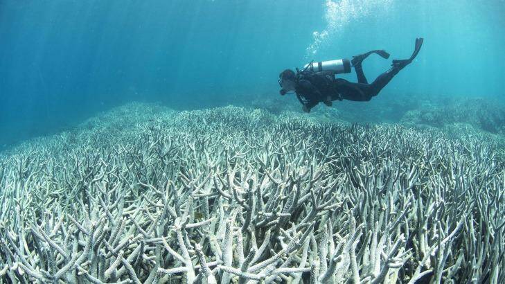 Climate change, which has been linked to coral bleaching, is increasingly recognised as a financial risk. Photo: XL Catlin Seaview Survey