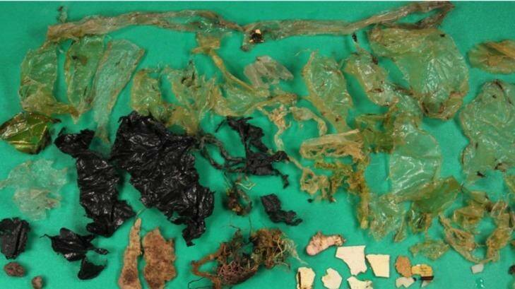 Plastic debris that was ingested by marine wildlife. Photo: Australian Registry of Wildlife Health