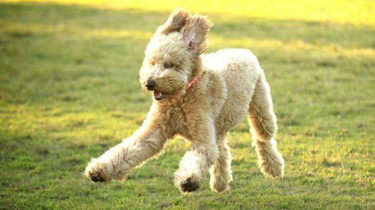 Two year-old groodle 'Oscar' playing at Sydney Park. Photo: James Alcock
