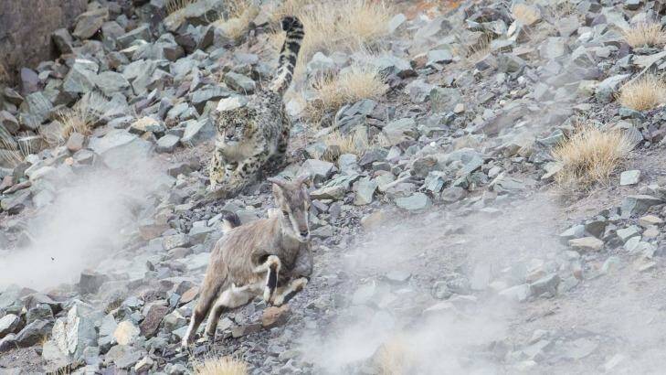 A snow leopard powers in for the kill. Photo: Inger Vandyke/DIIMEX.COM
