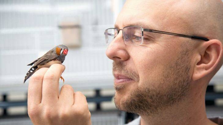 Bird in the hand: Professor Simon Griffith and one of his zebra finches. Photo: Macquarie University