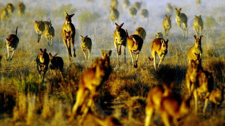 Kangaroos are a big draw for tourists, but in Australia their management is controversial. Photo: Dallas Kilponen