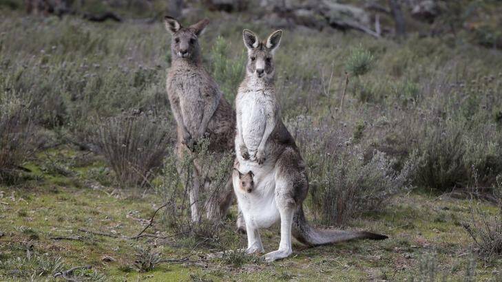 Canberra's annual kangaroo cull will continue until July 31 Photo: Jeffrey Chan