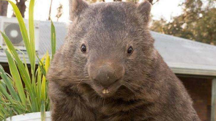 Quite the looker: Patrick the wombat  Photo: Facebook 
