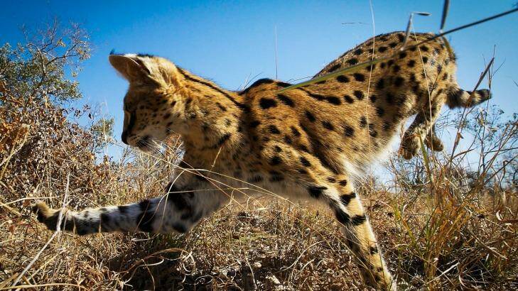 A serval cat in South Africa hunting rodents.  Photo: Chadden Hunter
