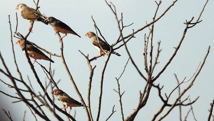 Zebra finches in the wild, at the Ethabuka Station's flora and fauna reserve. Photo: Peter Morris