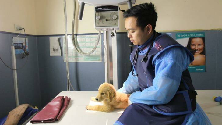 Dr. Suff Suharaju with a pup rescued from the property north-west of Bendigo. Photo: RSPCA