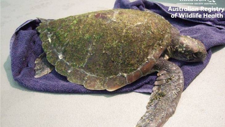 Turtles that find their way to the wildlife hospital at Taronga Zoo regularly face plastic bag-related health problems. Photo: Australian Registry of Wildlife Health